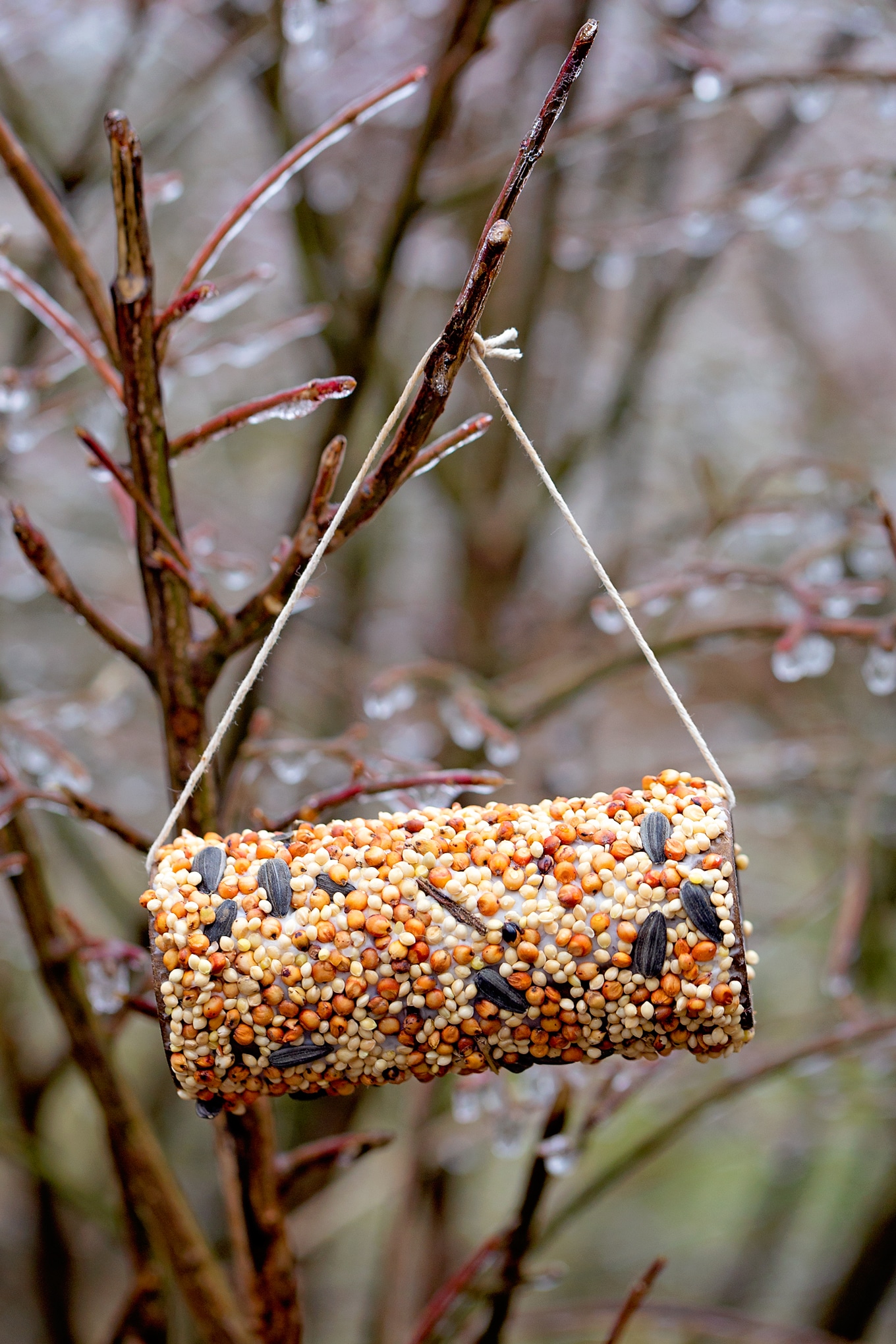 Toilet Paper Roll Bird Feeder Craft